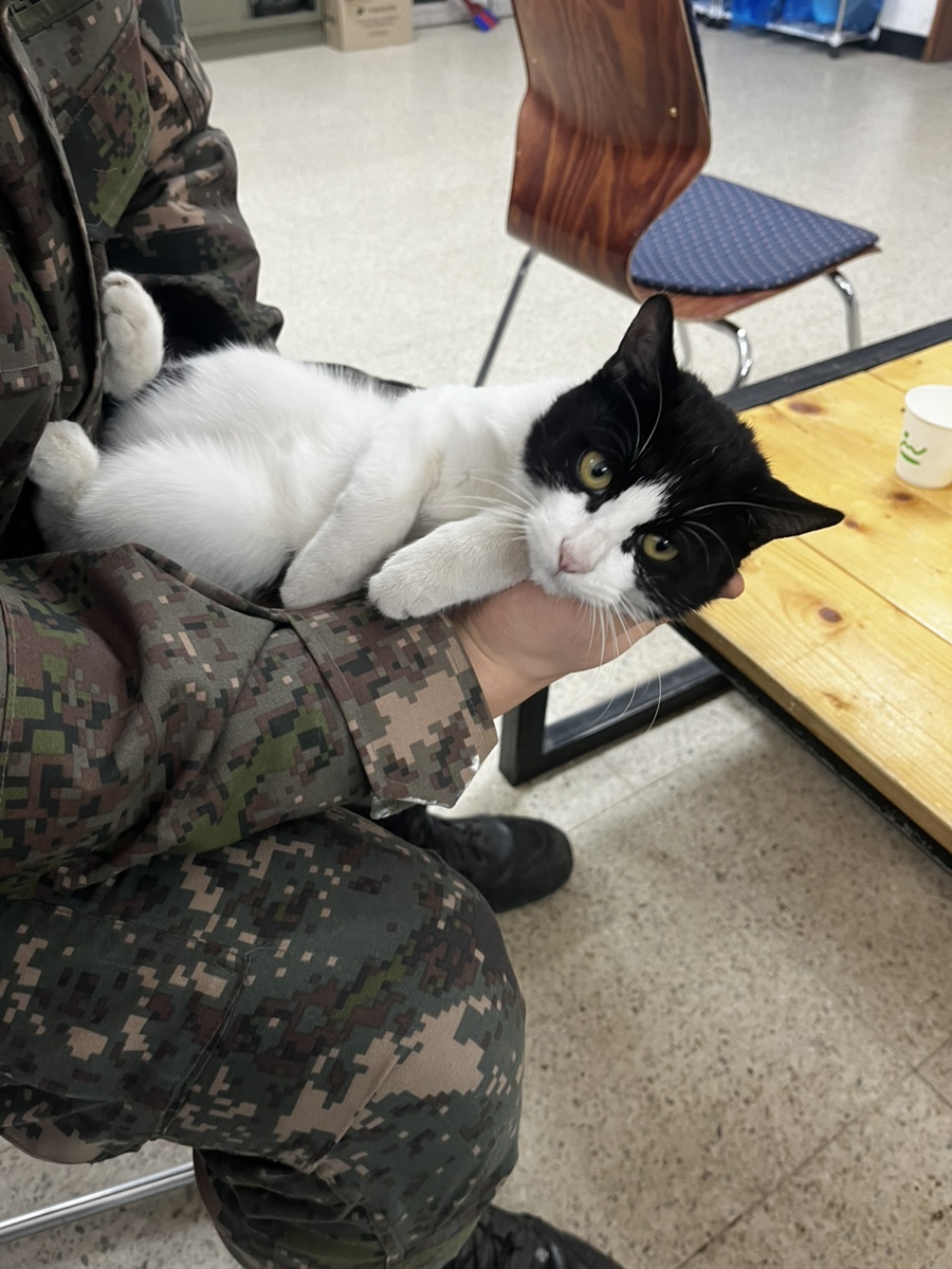 The cat I took care of in the army when I served in the army.
